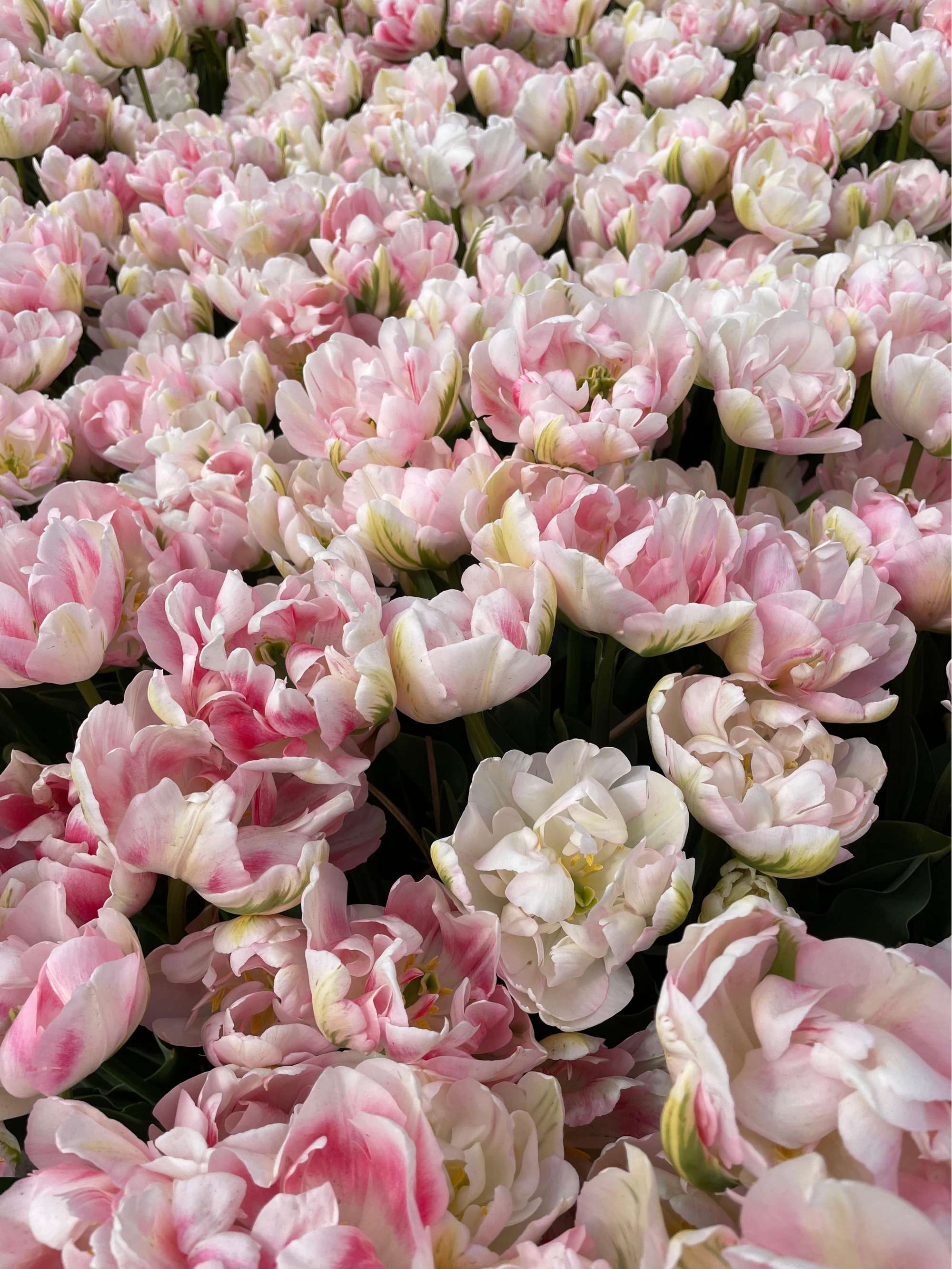 Tulpe 'Finola'